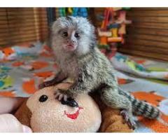 Uimitoare maimuțe marmoset de vânzare