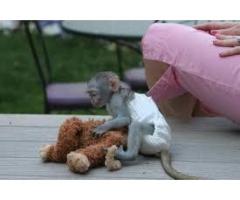 Femele de maimuță capucină sunt disponibile