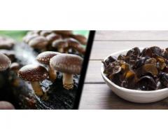 DragonFood.ro | Ciuperci shiitake, pesmet panko si multe alte ingrediente din gastronomia asiei!